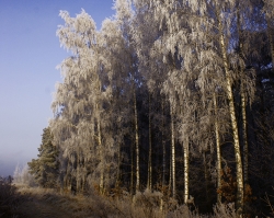 0027 Leśna droga